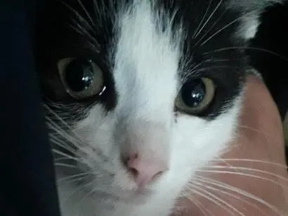 Gato raça SRD-ViraLata idade 2 a 6 meses nome Elvira