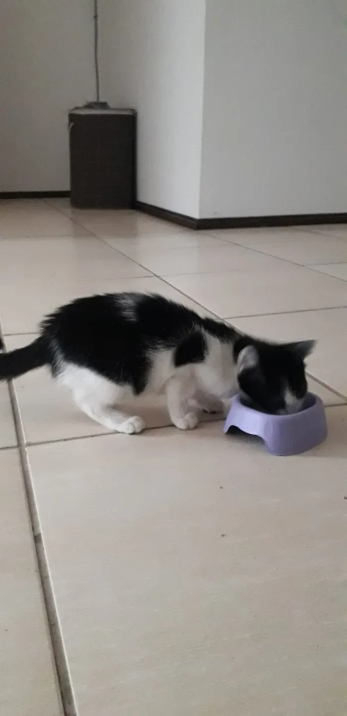 Gato raça SRD-ViraLata idade 2 a 6 meses nome Elvira