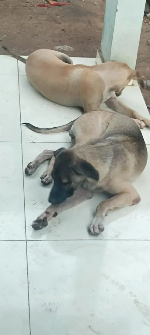 Cachorro raça SRD-ViraLata idade 2 a 6 meses nome Khan e Ragnar