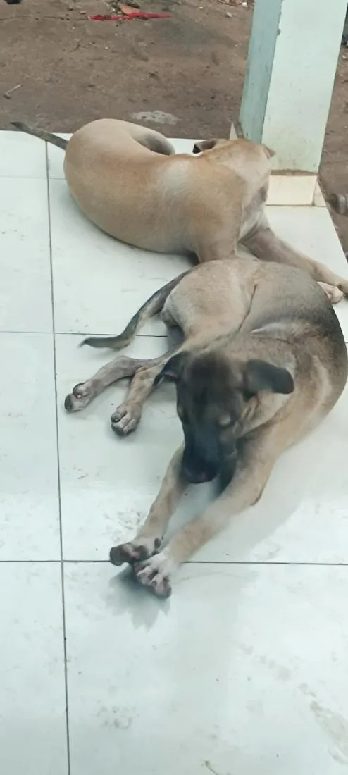 Cachorro raça SRD-ViraLata idade 2 a 6 meses nome Khan e Ragnar