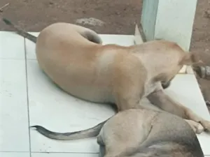 Cachorro raça SRD-ViraLata idade 2 a 6 meses nome Khan e Ragnar