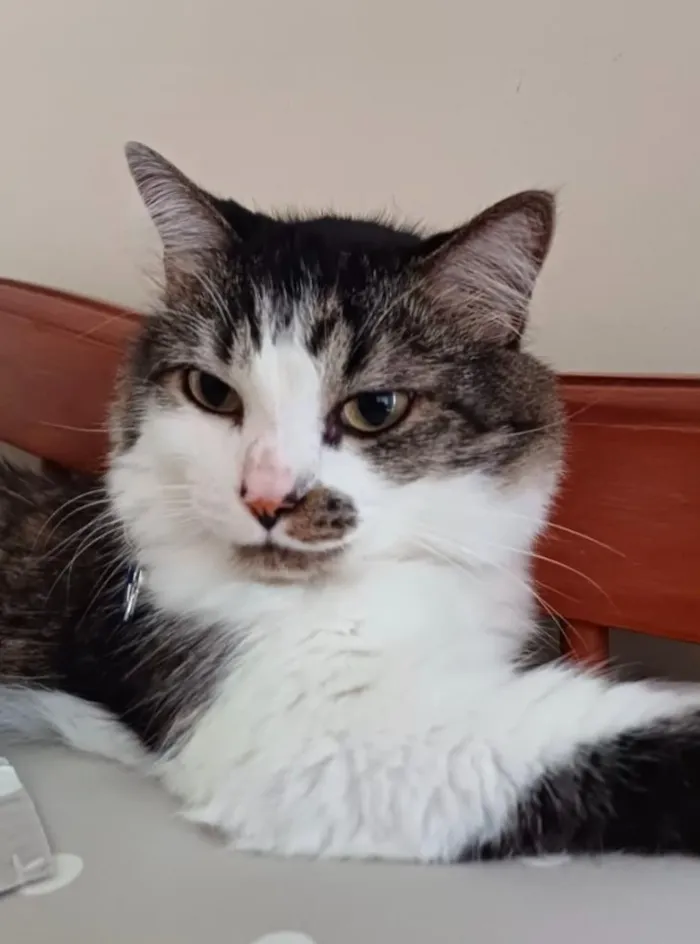 Gato raça Angorá idade 4 anos nome Juninho