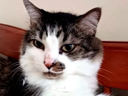 Gato raça Angorá idade 4 anos nome Juninho