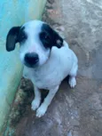 Duquinha 