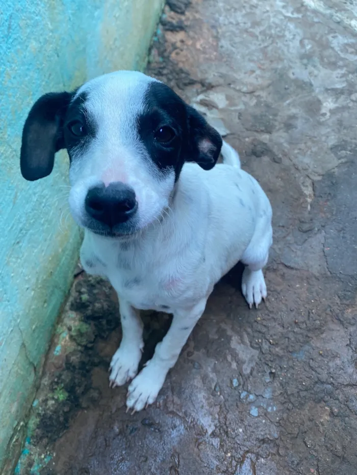Cachorro raça SRD-ViraLata idade 2 a 6 meses nome Duquinha 