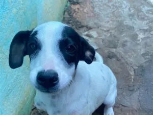 Cachorro raça SRD-ViraLata idade 2 a 6 meses nome Duquinha 