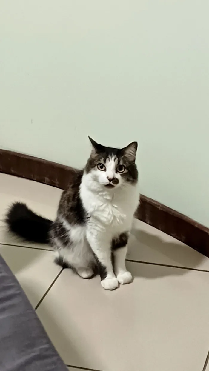 Gato raça Angorá idade 4 anos nome Juninho
