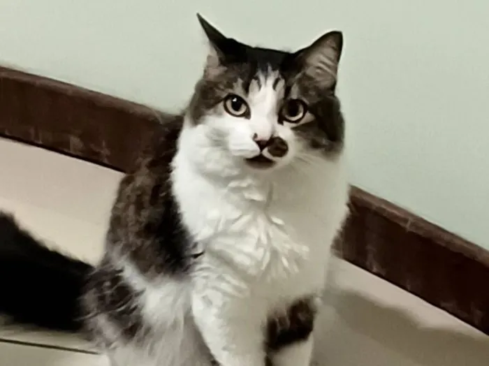 Gato raça Angorá idade 4 anos nome Juninho