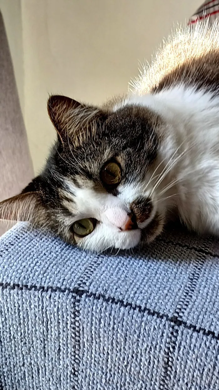 Gato raça Angorá idade 4 anos nome Juninho