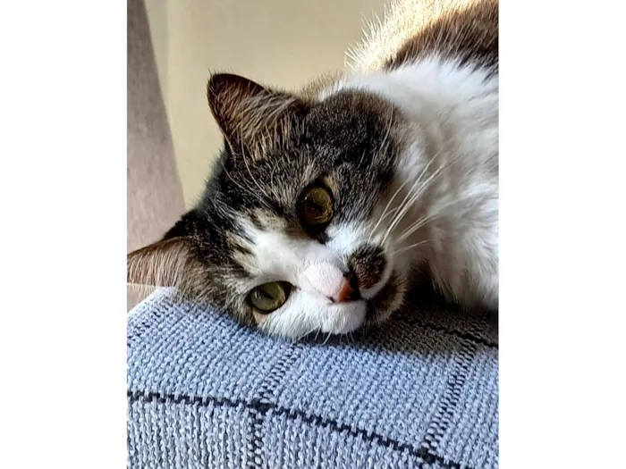 Gato raça Angorá idade 4 anos nome Juninho
