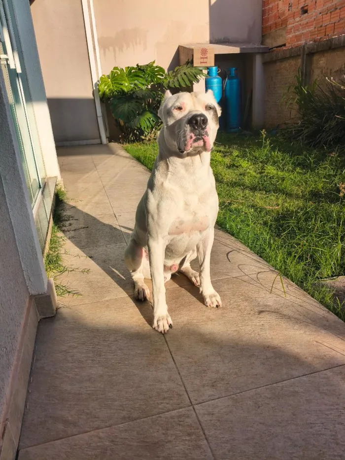 Cachorro raça  idade 5 anos nome Goku