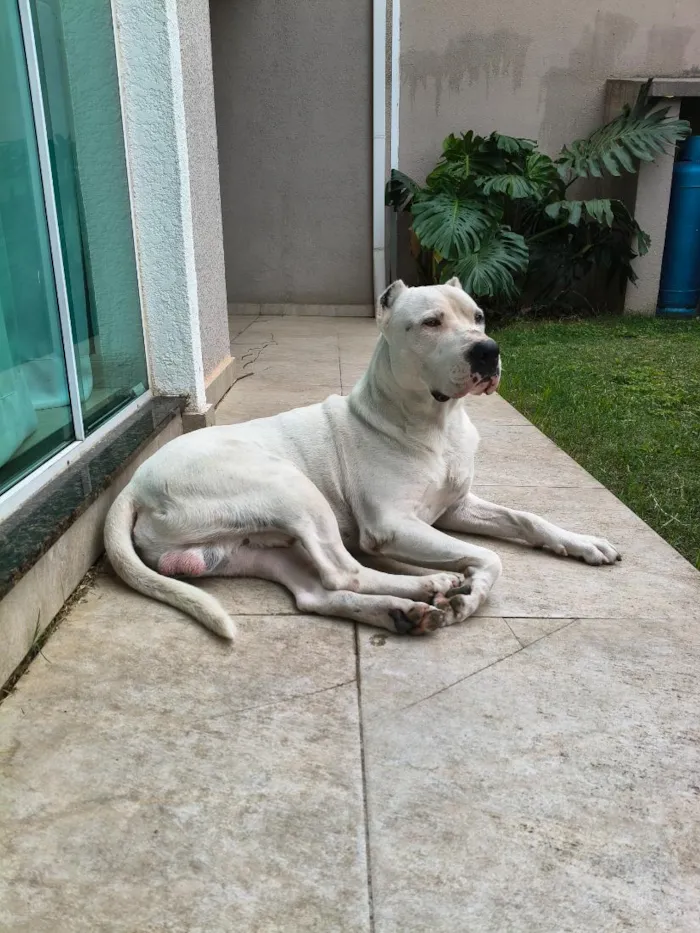 Cachorro raça  idade 5 anos nome Goku