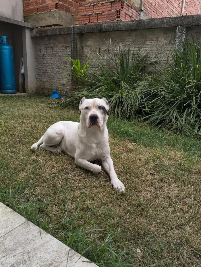 Cachorro raça  idade 5 anos nome Goku