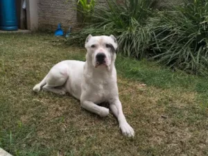 Cachorro raça  idade 5 anos nome Goku