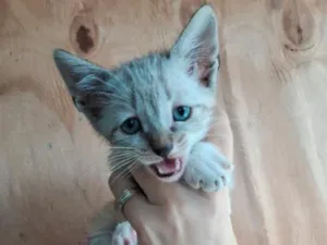 Gato raça SRD-ViraLata idade 2 a 6 meses nome gato