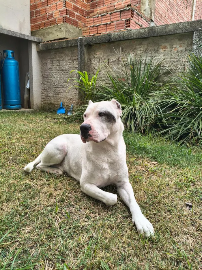 Cachorro raça SRD-ViraLata idade 5 anos nome Goku