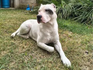 Cachorro raça SRD-ViraLata idade 5 anos nome Goku