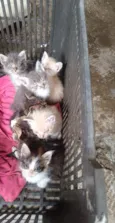 5 macho e duas fêmeas