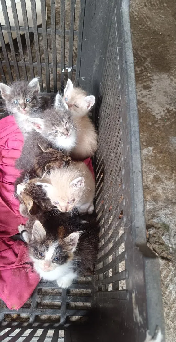 Gato raça Siamês idade 2 a 6 meses nome 5 macho e duas fêmeas