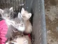 5 macho e duas fêmeas