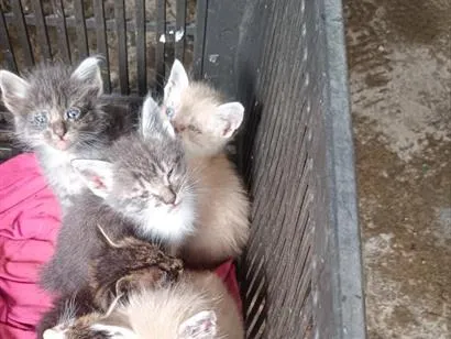 Gato raça Siamês idade 2 a 6 meses nome 5 macho e duas fêmeas