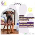 Jerry
