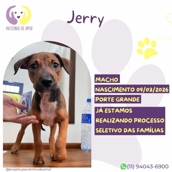 Cachorro raça SRD-ViraLata idade 2 a 6 meses nome Jerry