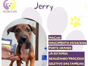Cachorro raça SRD-ViraLata idade 2 a 6 meses nome Jerry