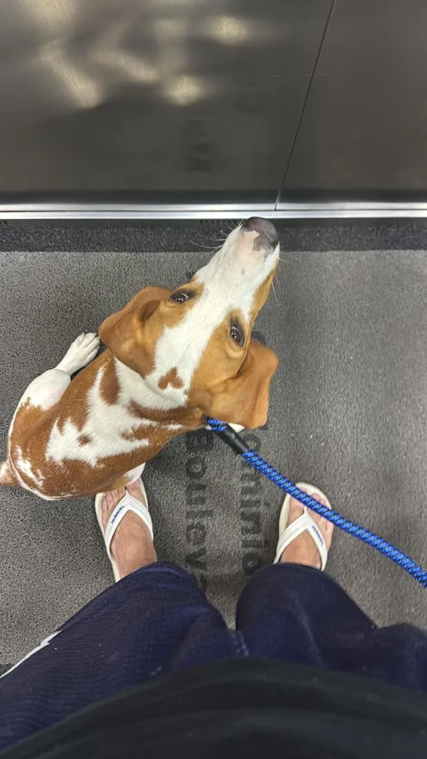 Cachorro raça SRD-ViraLata idade 7 a 11 meses nome Lilo