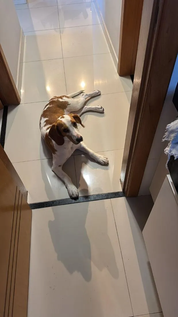 Cachorro raça SRD-ViraLata idade 7 a 11 meses nome Lilo