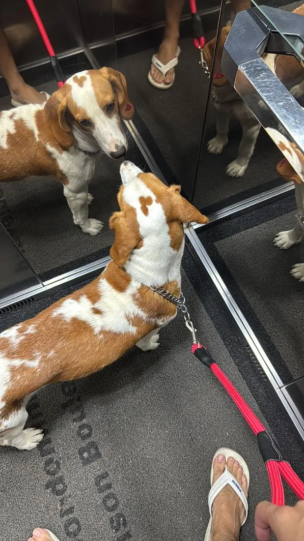 Cachorro raça SRD-ViraLata idade 7 a 11 meses nome Lilo