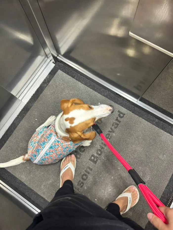 Cachorro raça SRD-ViraLata idade 7 a 11 meses nome Lilo
