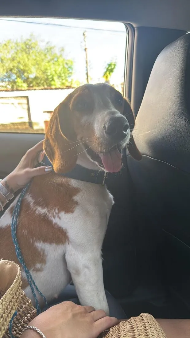 Cachorro raça SRD-ViraLata idade 7 a 11 meses nome Lilo