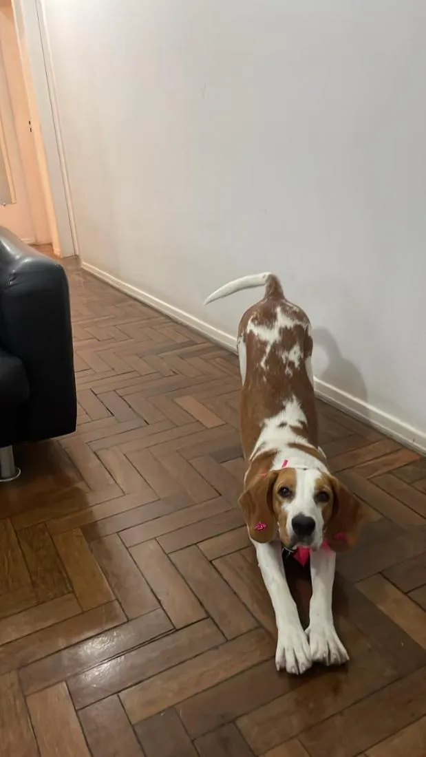 Cachorro raça SRD-ViraLata idade 7 a 11 meses nome Lilo