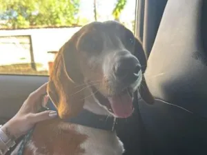 Cachorro raça SRD-ViraLata idade 7 a 11 meses nome Lilo