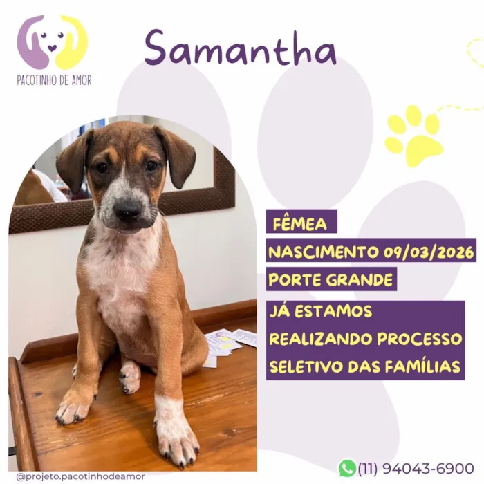 Cachorro raça SRD-ViraLata idade 2 a 6 meses nome Samantha