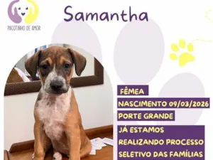 Cachorro raça SRD-ViraLata idade 2 a 6 meses nome Samantha