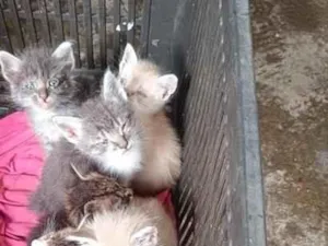 Gato raça Siamês idade 2 a 6 meses nome 5 macho e duas fêmeas