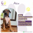 Alex