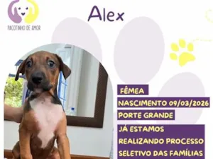 Cachorro raça SRD-ViraLata idade 1 ano nome Alex