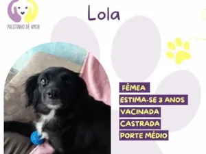 Cachorro raça SRD-ViraLata idade 3 anos nome Lola