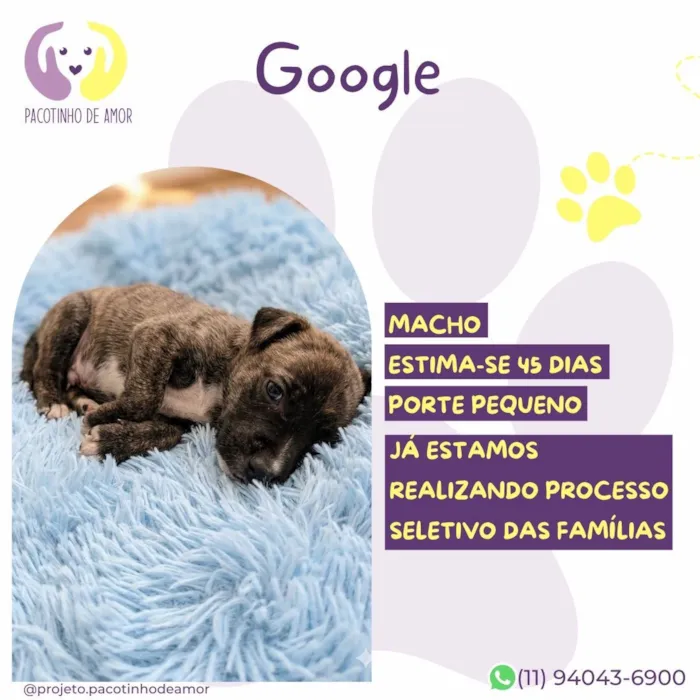 Cachorro raça SRD-ViraLata idade 2 a 6 meses nome Google