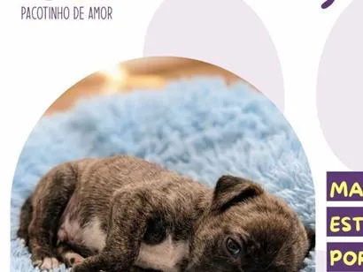 Cachorro raça SRD-ViraLata idade 2 a 6 meses nome Google