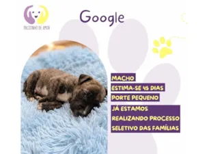 Cachorro raça SRD-ViraLata idade 2 a 6 meses nome Google