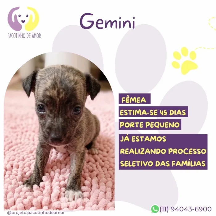 Cachorro raça SRD-ViraLata idade Abaixo de 2 meses nome Gemini