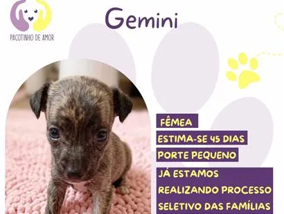 Cachorro raça SRD-ViraLata idade Abaixo de 2 meses nome Gemini
