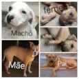 machô Albi , fêmeas Nany e Nina 