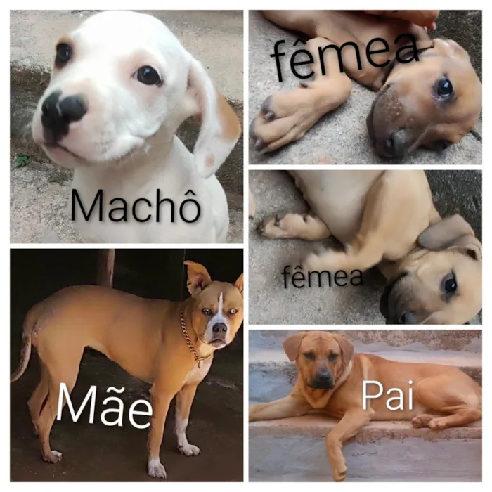 Cachorro raça SRD-ViraLata idade 2 a 6 meses nome machô Albi , fêmeas Nany e Nina 