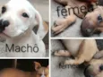machô Albi , fêmeas Nany e Nina 