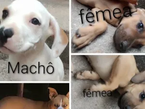 Cachorro raça SRD-ViraLata idade 2 a 6 meses nome machô Albi , fêmeas Nany e Nina 